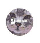 ねこまりん（個別スタンプ：13）