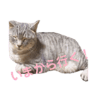 ねこまりん（個別スタンプ：16）
