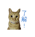 茶トラ猫にもじ（個別スタンプ：2）