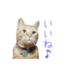 茶トラ猫にもじ（個別スタンプ：3）