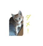 茶トラ猫にもじ（個別スタンプ：4）