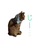 茶トラ猫にもじ（個別スタンプ：5）