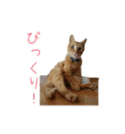 茶トラ猫にもじ（個別スタンプ：6）
