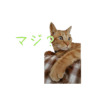 茶トラ猫にもじ（個別スタンプ：7）