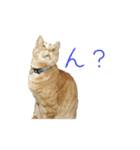 茶トラ猫にもじ（個別スタンプ：8）
