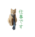 茶トラ猫にもじ（個別スタンプ：9）