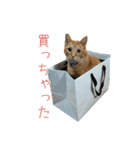 茶トラ猫にもじ（個別スタンプ：12）