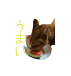 茶トラ猫にもじ（個別スタンプ：13）