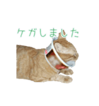 茶トラ猫にもじ（個別スタンプ：14）