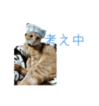 茶トラ猫にもじ（個別スタンプ：15）