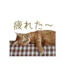 茶トラ猫にもじ（個別スタンプ：16）