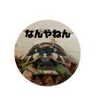 リクガメのそぼちゃん(大阪弁)（個別スタンプ：1）