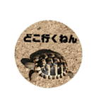 リクガメのそぼちゃん(大阪弁)（個別スタンプ：2）