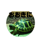 リクガメのそぼちゃん(大阪弁)（個別スタンプ：5）