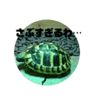 リクガメのそぼちゃん(大阪弁)（個別スタンプ：6）