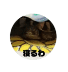 リクガメのそぼちゃん(大阪弁)（個別スタンプ：9）