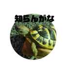 リクガメのそぼちゃん(大阪弁)（個別スタンプ：10）