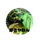 リクガメのそぼちゃん(大阪弁)（個別スタンプ：13）