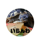 リクガメのそぼちゃん(大阪弁)（個別スタンプ：16）
