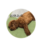 タロとシロ#3（個別スタンプ：3）