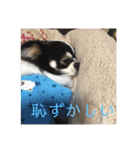 チワワ2とプードル1（個別スタンプ：14）