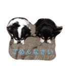 チワワ2とプードル1（個別スタンプ：18）