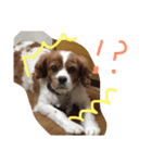 ももちゃんのほのぼの日常（個別スタンプ：4）