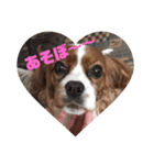 ももちゃんのほのぼの日常（個別スタンプ：7）