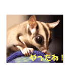フクロモモンガさくら（個別スタンプ：3）