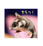 フクロモモンガさくら（個別スタンプ：8）