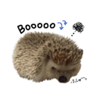 ハリネズミ うにた 第1弾（個別スタンプ：12）