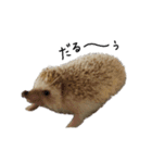 ハリネズミ うにた 第1弾（個別スタンプ：15）