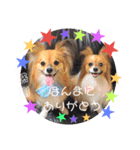 サスケ＊まつり＊れもんの日常スタンプ（個別スタンプ：3）