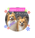 サスケ＊まつり＊れもんの日常スタンプ（個別スタンプ：8）
