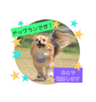 サスケ＊まつり＊れもんの日常スタンプ（個別スタンプ：30）