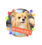 サスケ＊まつり＊れもんの日常スタンプ（個別スタンプ：34）