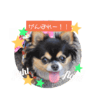 サスケ＊まつり＊れもんの日常スタンプ（個別スタンプ：37）