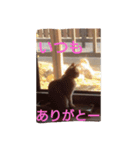 マイケル子の日常（個別スタンプ：2）