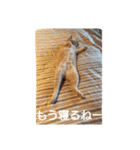 マイケル子の日常（個別スタンプ：4）