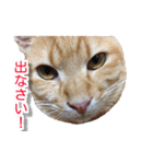ぶすかわネコの日常（個別スタンプ：1）
