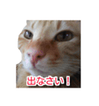 ぶすかわネコの日常（個別スタンプ：2）
