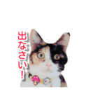 ぶすかわネコの日常（個別スタンプ：3）