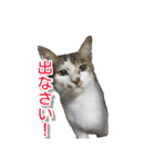 ぶすかわネコの日常（個別スタンプ：4）