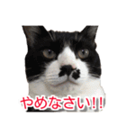 ぶすかわネコの日常（個別スタンプ：5）