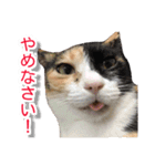 ぶすかわネコの日常（個別スタンプ：6）
