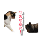 ぶすかわネコの日常（個別スタンプ：7）
