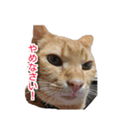 ぶすかわネコの日常（個別スタンプ：8）