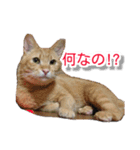 ぶすかわネコの日常（個別スタンプ：9）