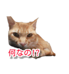 ぶすかわネコの日常（個別スタンプ：10）