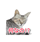 ぶすかわネコの日常（個別スタンプ：11）